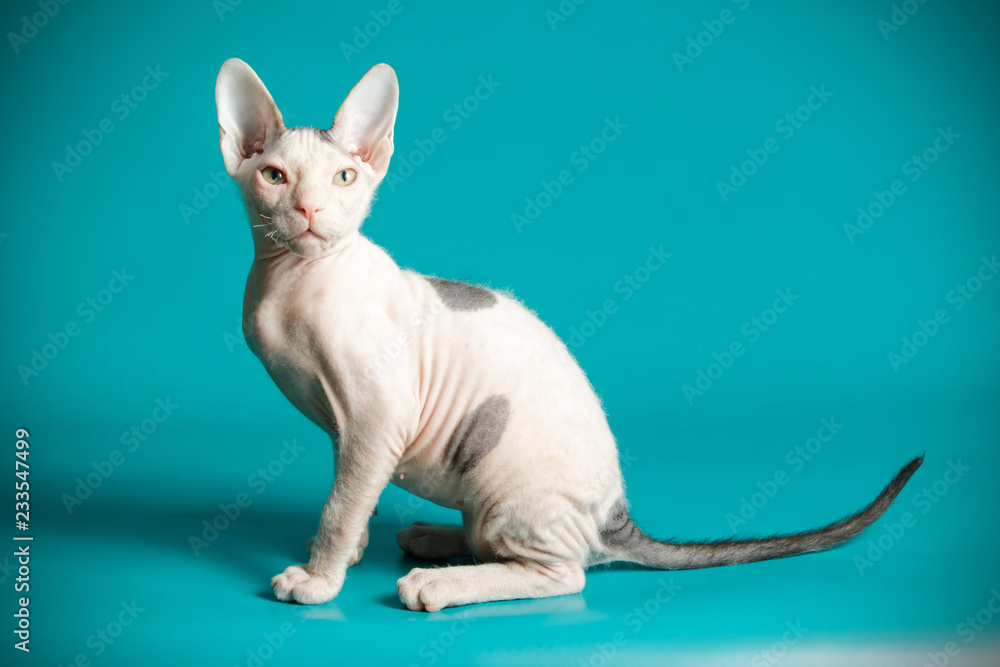 Obraz premium Don Sphinx cat on colored backgrounds