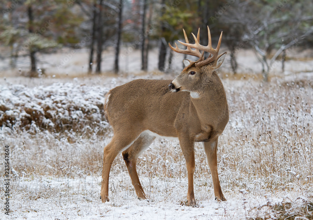 Fototapeta premium White-tailed deer buck standing in meadow in the winter snow in Canada