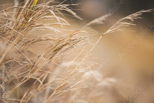 Image of Autumn withered grass background texture