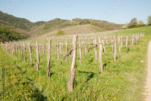 Vineyard on sunny day in early spring in western Slvenia euope