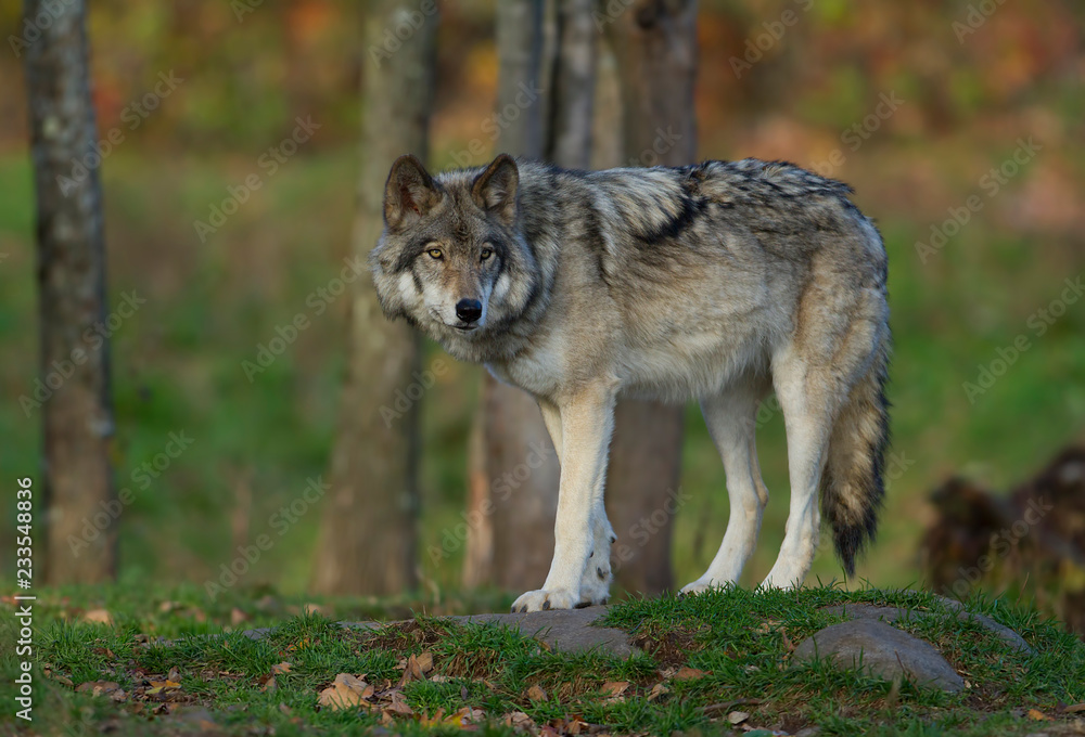 Naklejka premium Samotny wilk leśny lub szary wilk (Canis lupus) na szczycie skały spogląda wstecz na jesienny dzień w Kanadzie
