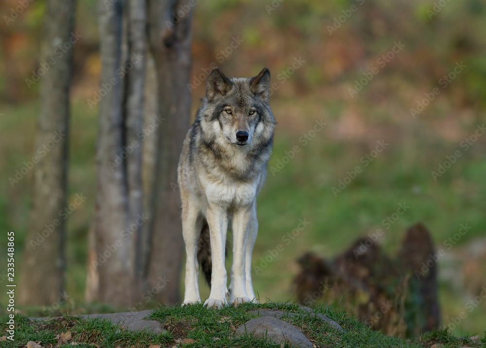 Obraz premium Samotny wilk leśny lub szary wilk (Canis lupus) na szczycie skały spogląda wstecz na jesienny dzień w Kanadzie