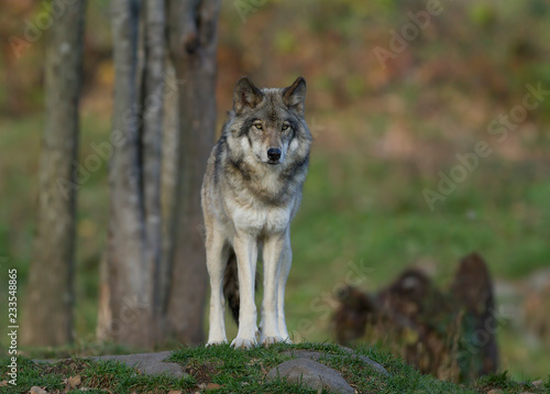 A lone Timber wolf or Grey Wolf  (Canis lupus) on top of a rock looks back on an autumn day in Canada
