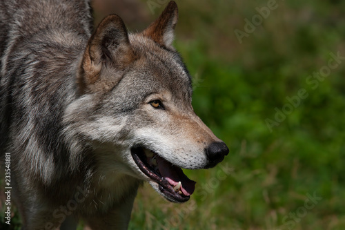 Timber wolf or Grey Wolf  Canis lupus  portrait up close isolated against a green background in Canada