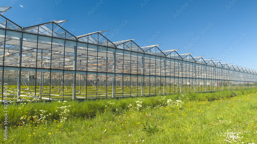 CLOSE UP: Young green vegetable seedlings growing in hot modern glasshouses CLOSE UP: Young green vegetable seedlings growing in hot modern glasshouses