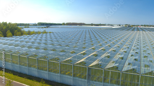 Konstfotografi CLOSE UP: Vegetables growing in beautiful modern horticultural glasshouses