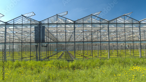 CLOSE UP: Green vegetables growing in stunning modern horticultural glasshouses © helivideo