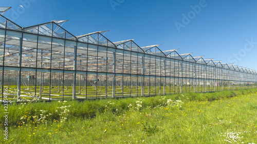CLOSE UP: Young green vegetable seedlings growing in hot modern glasshouses © helivideo