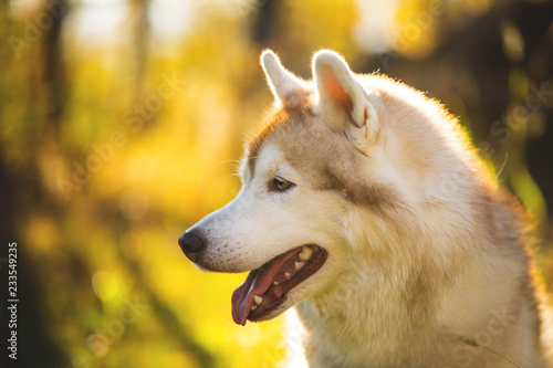 Profile Portrait of beautiful Beige and white dog breed Siberian Husky posing in fall on a bright yellow forest background.