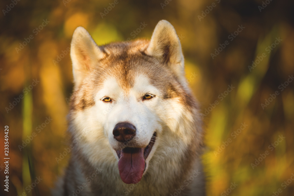 Close-up Portrait of cute Beige and white dog breed Siberian Husky posing in fall on a bright golden forest background.