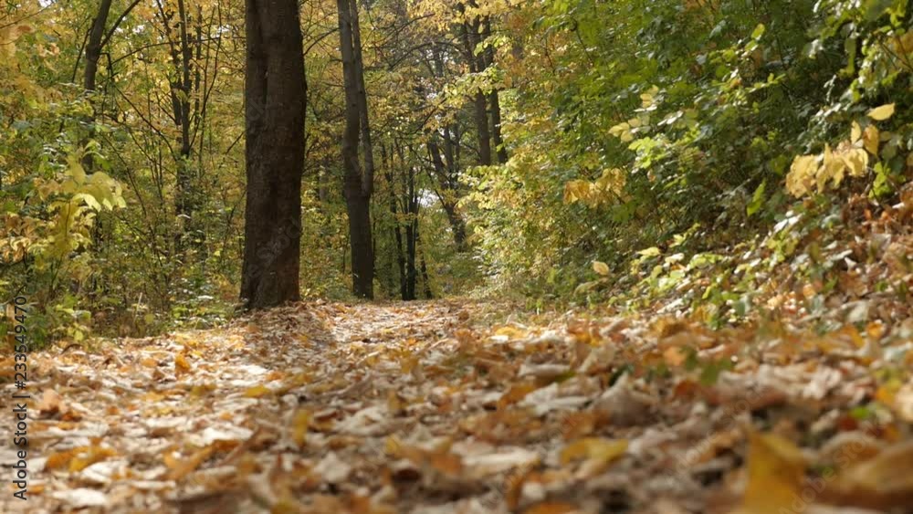 Panning scene over fallen leaves in the forest slow-mo footage Panning scene over fallen leaves in the forest slow-mo footage