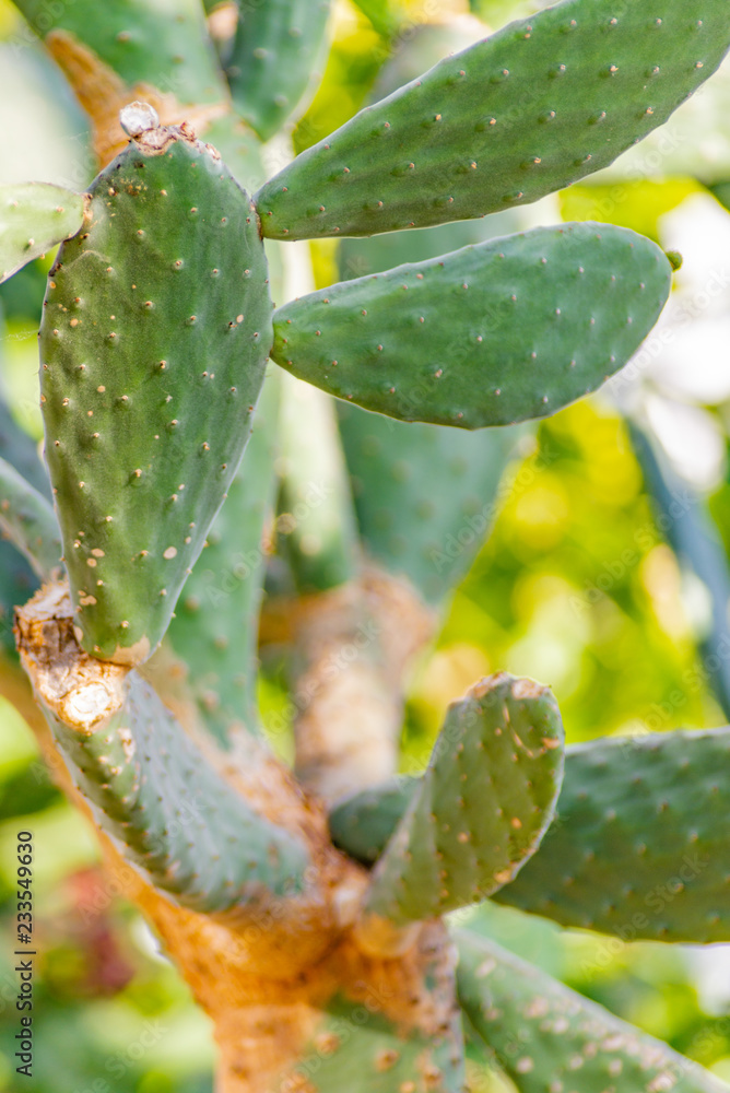 closeup of a cactus closeup of a cactus