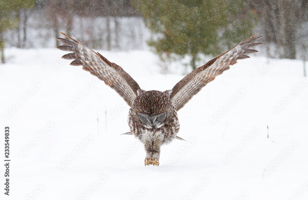 Obraz premium Great grey owl with wings spread out prepares to strike as he hunts (Strix nebulosa) in the winter snow in Canada