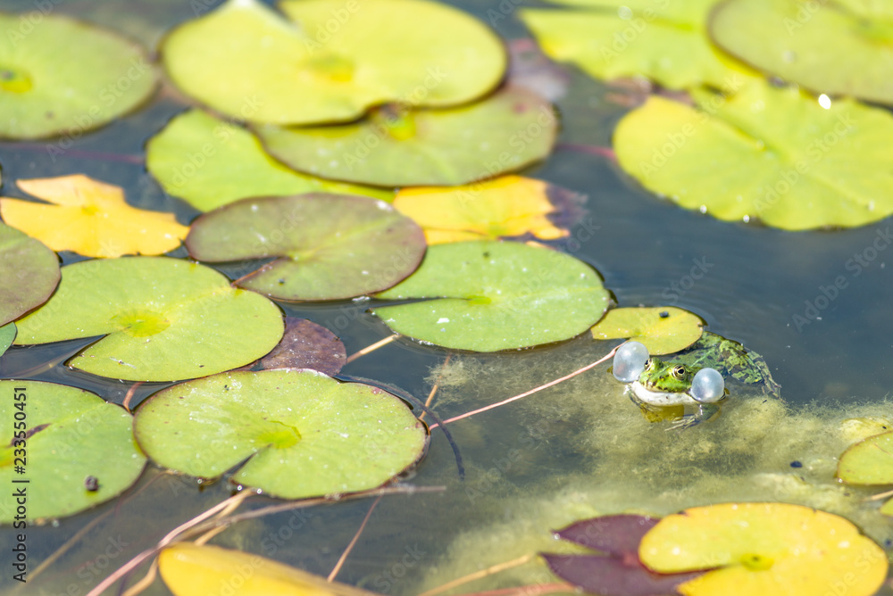 water lily in pond water lily in pond