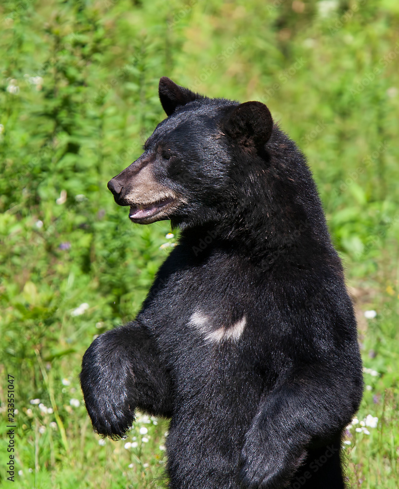 Fototapeta premium Black bear (Ursus americanus) standing in the meadow in autumn in Canada