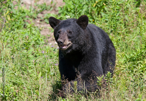 Black bear  Ursus americanus  walking through the meadow in autumn in Canada