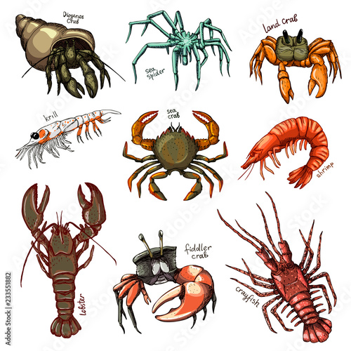 Crustacean vector crab prawns ocean lobster and crawfish or crayfish seafood illustration crustaceans set of sea animals shrimp characters isolated on white background