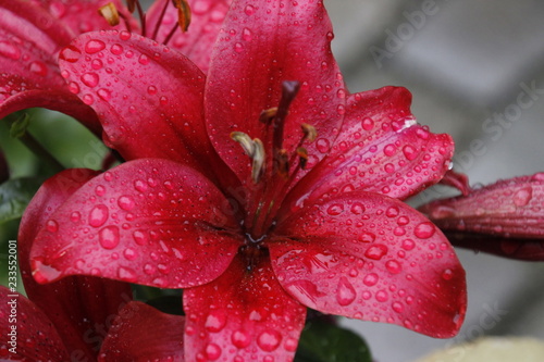 closeup of red flower