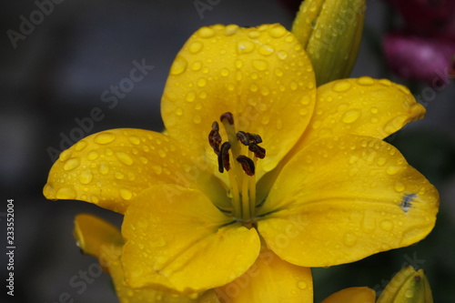 closeup of yellow flower