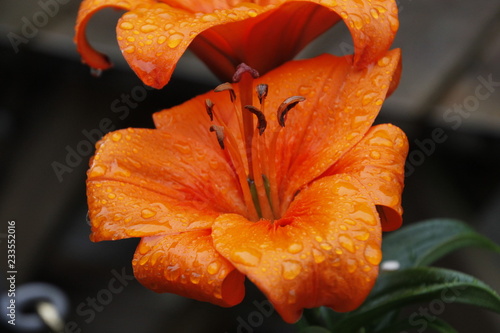 orange lily on black background