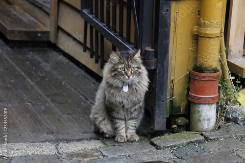 cat on the stair