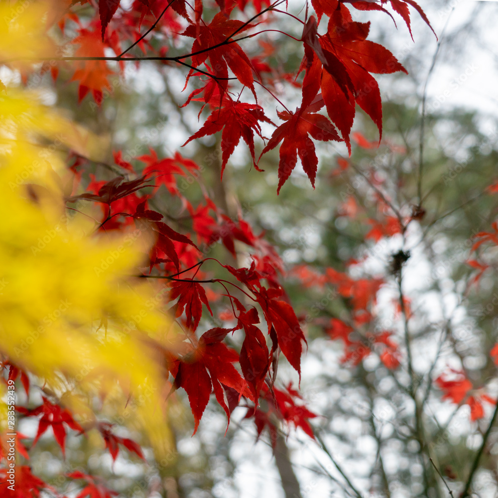 Sharply illustrated red Japanese maple in front of blurred illustrated yellow fan maple (Acer japonicum) Sharply illustrated red Japanese maple in front of blurred illustrated yellow fan maple (Acer japonicum)