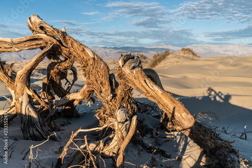 Twisted Dry Trunk of a Mesquite Tree at Sunrise, Mesquite Flat Dunes, Death Valley National Park © Ron