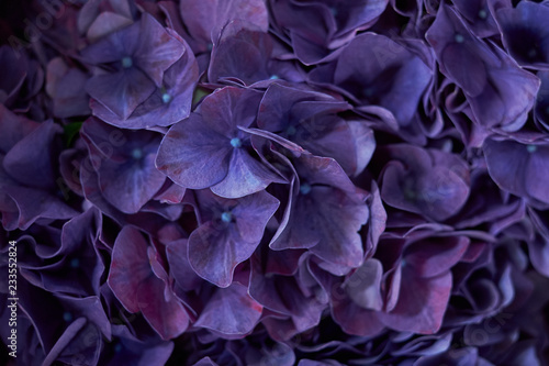 Purple hydrangea solid background natural flowers, natural background