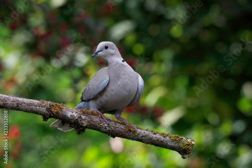 Eurasian collared dove (Streptopelia decaocto) © Aggi Schmid