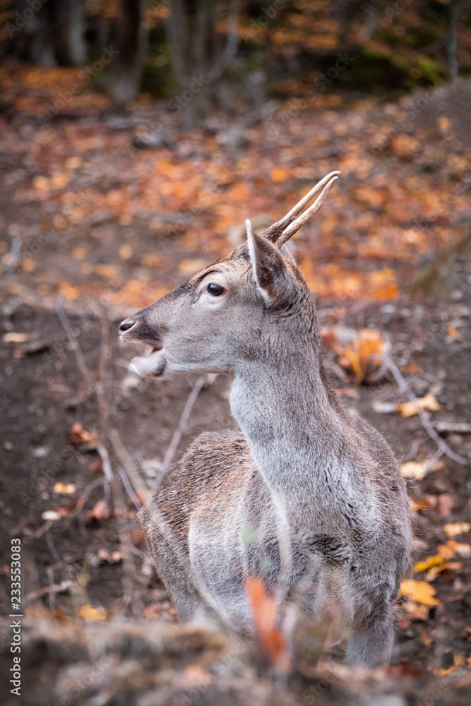 deer deer