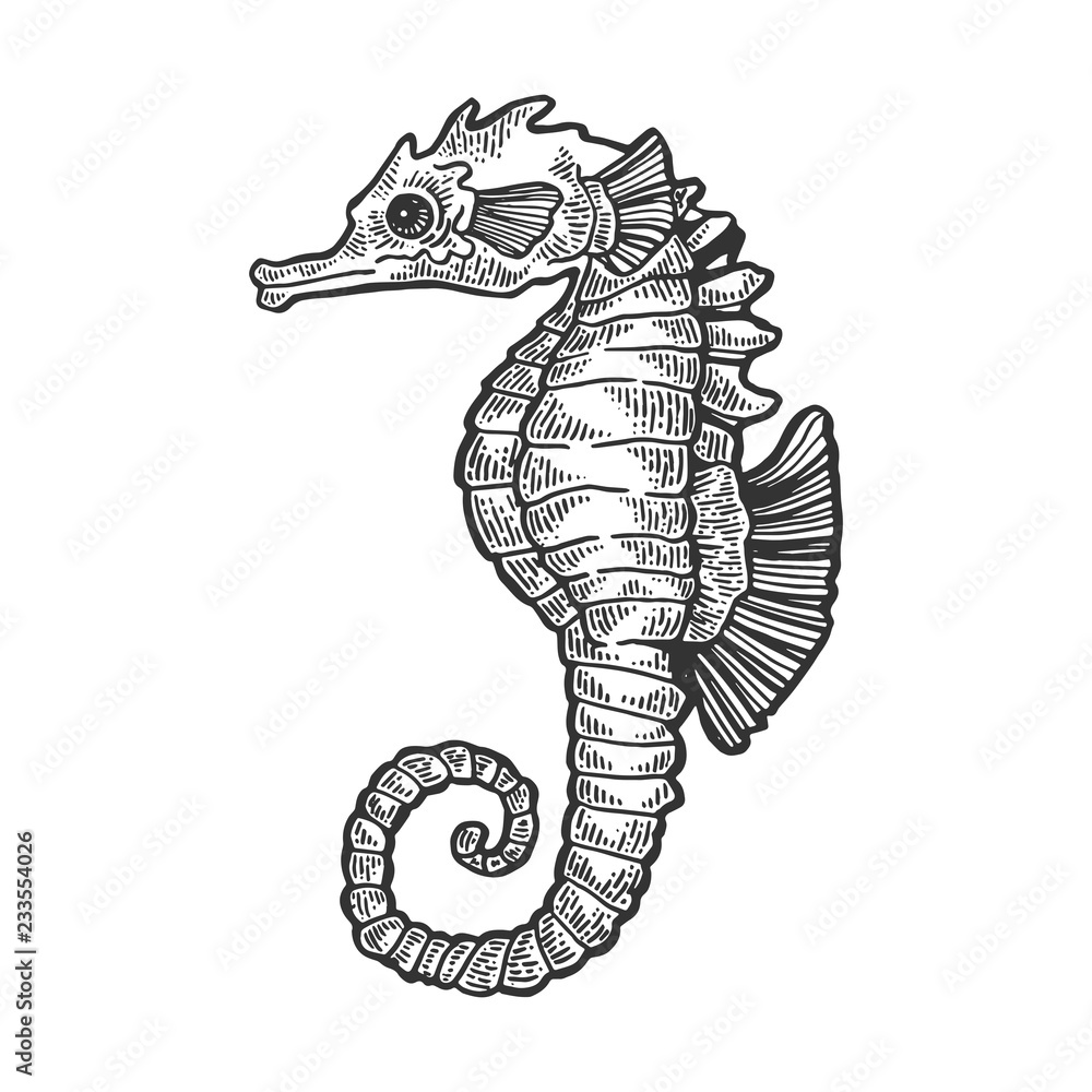 Fototapeta premium Sea horse animal engraving vector illustration. Scratch board style imitation. Black and white hand drawn image.