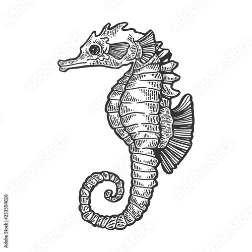Sea horse animal engraving vector illustration. Scratch board style imitation. Black and white hand drawn image.