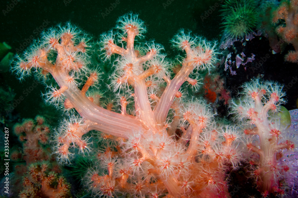Fototapeta premium Red Soft coral underwater in the St. Lawrence River