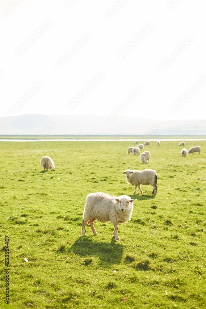 Obraz premium Herd of sheep walking in a sunny meadow in spring, sheep is looking at the frame