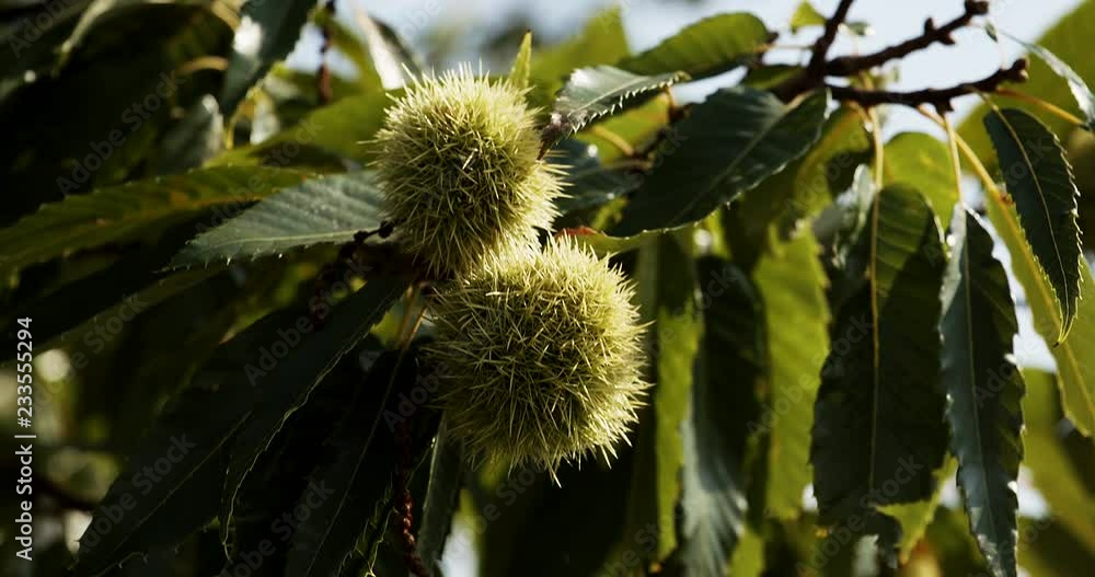 Reife Maroni (Edelkastanie) auf Baum vor Himmel Reife Maroni (Edelkastanie) auf Baum vor Himmel