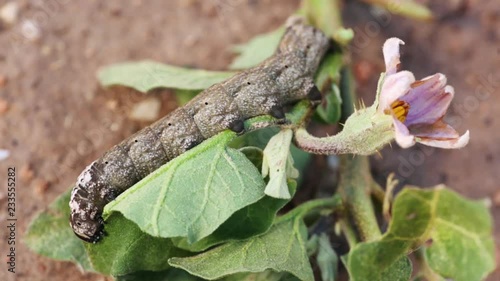 Sphinx of African death eating leaves of a plant of aubergines.