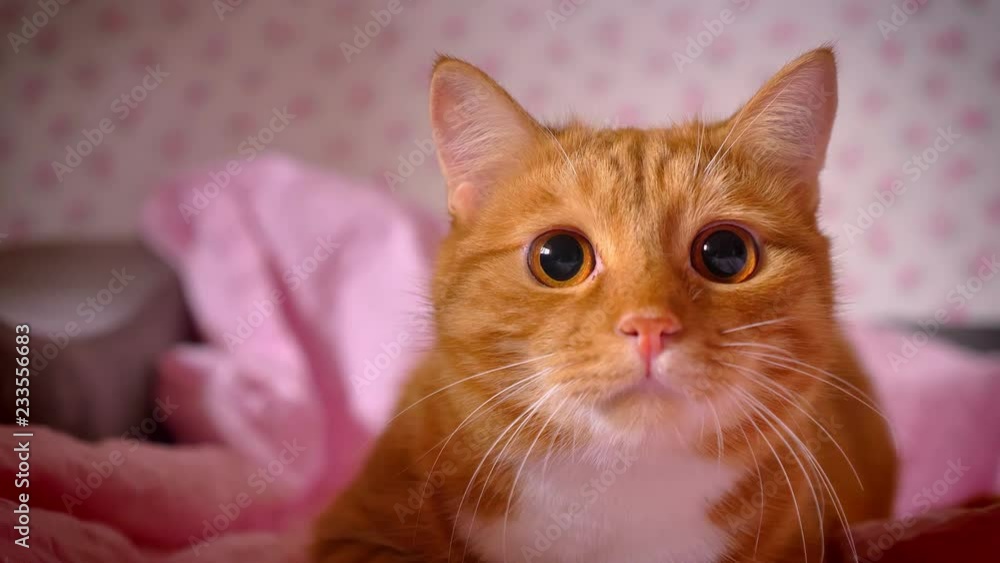 Funny red cat is aiming at camera before attack, looking straight with big blac eyes, playful cute domestic pet, energetic footage