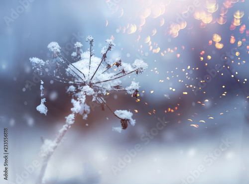 Frozen flower twig in winter snowfall © Anterovium
