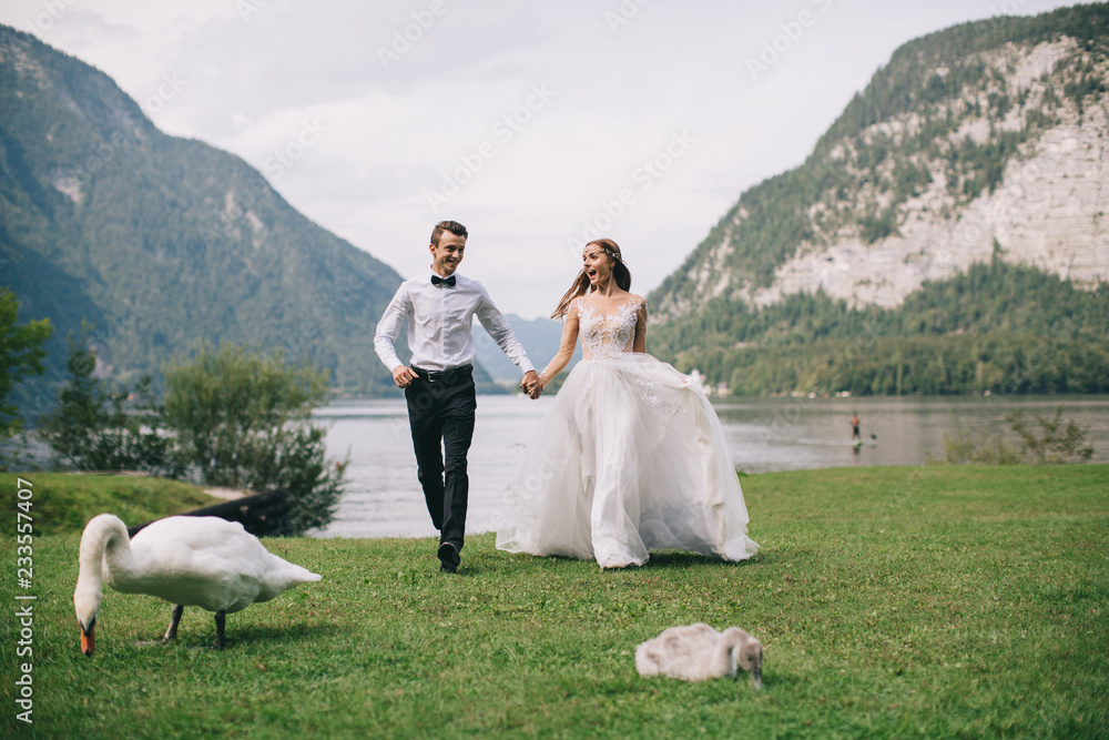 A wedding couple posing near a swans on the background lake and mountains in the fairy-tale town of Austria, Hallstatt.