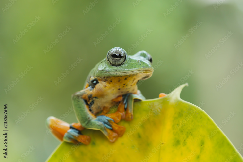 Fototapeta premium green tree frog, flying frog, java frog