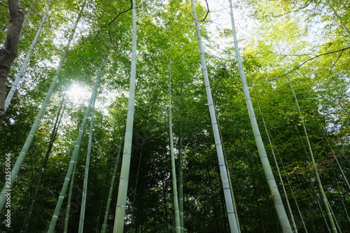 Thin Bamboo