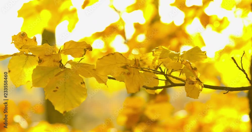 Beautiful Autumn Impressions Beautiful Autumn Impressions