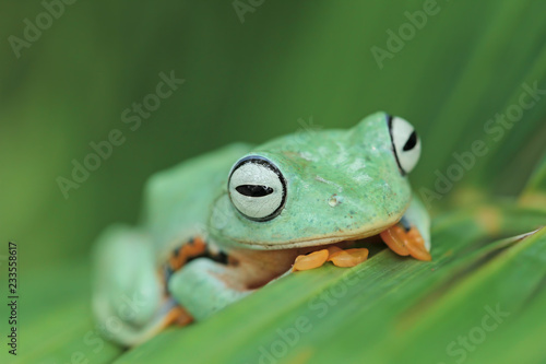 green tree frog, flying frog, java frog photo