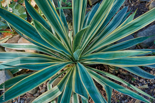 Striped leaves (Yucca gloriosa) as a natural background for design. Green and white stripes on the leaves create a beautiful natural pattern. Close-up. Nature concept for design.