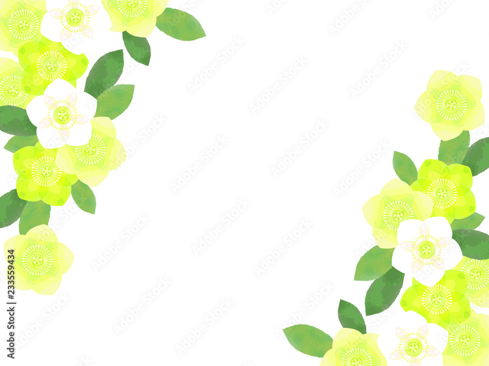 クリスマスローズのイラストの背景 Vector De Stock Adobe Stock