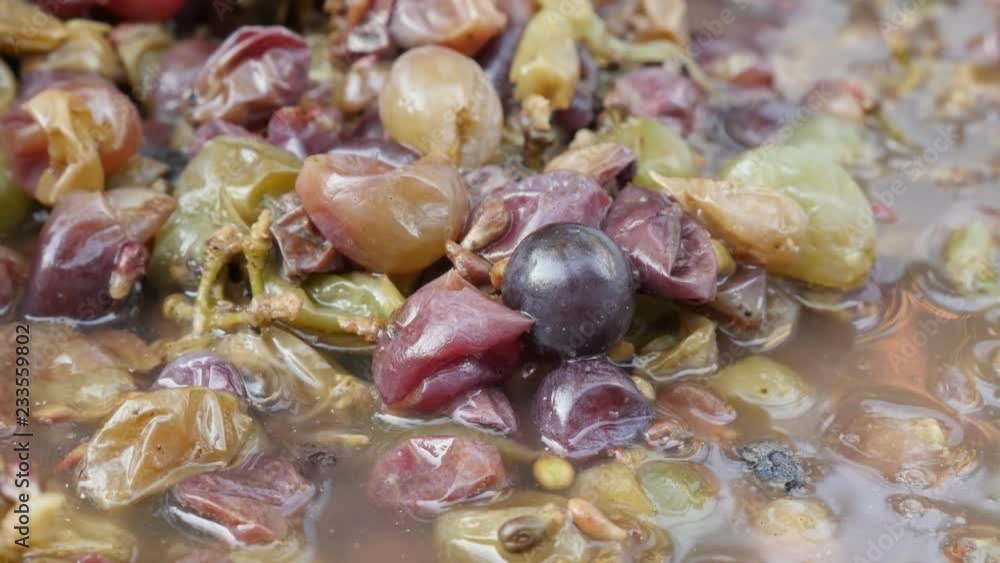 Slow pan on grapes pomace and must close-up 4K video Slow pan on grapes pomace and must close-up 4K video