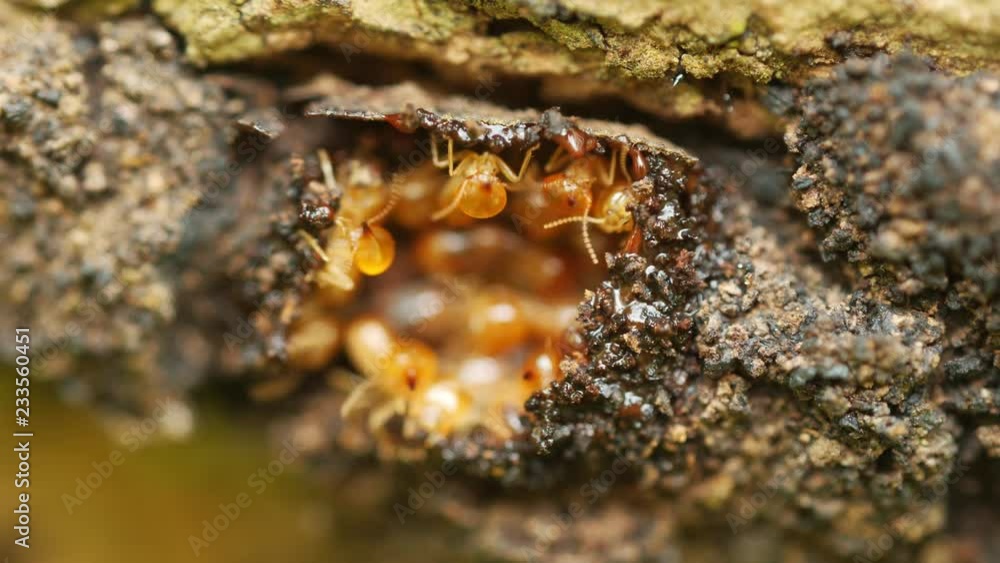 Close-up termites workers repairing a tunnel on Tree. Close-up termites workers repairing a tunnel on Tree.