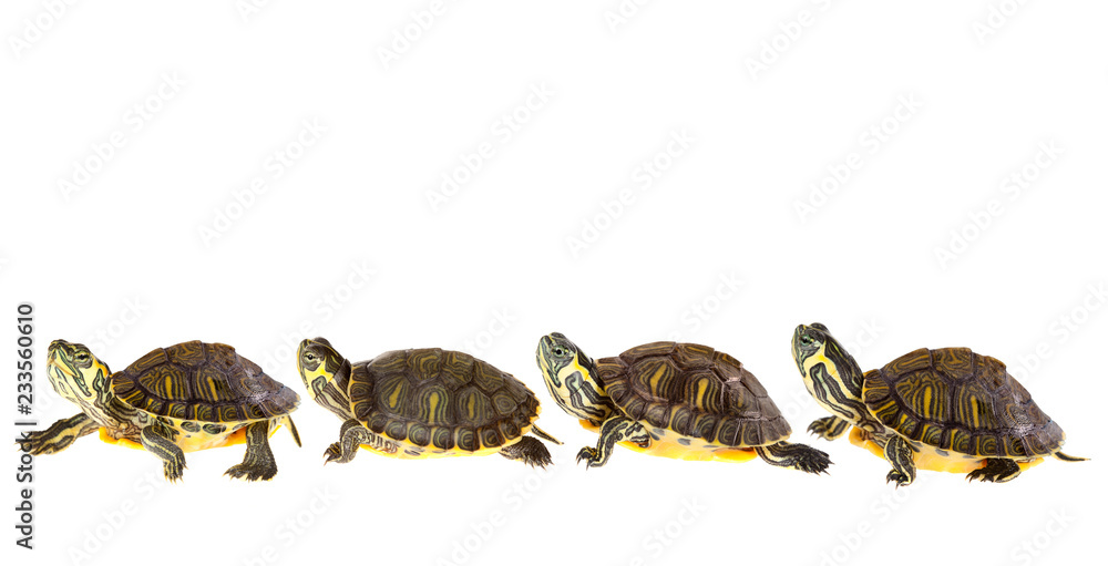 Fototapeta premium Turtle family on parade