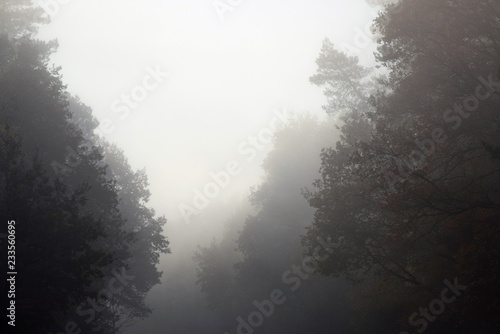 Nebel auf einer Landstraße am frühen Morgen