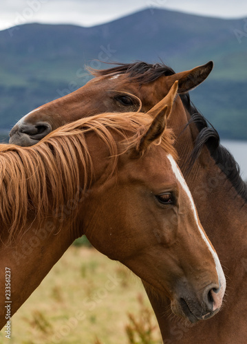 Fototapeta Naklejka Na Ścianę i Meble -  Two horses being affectionate